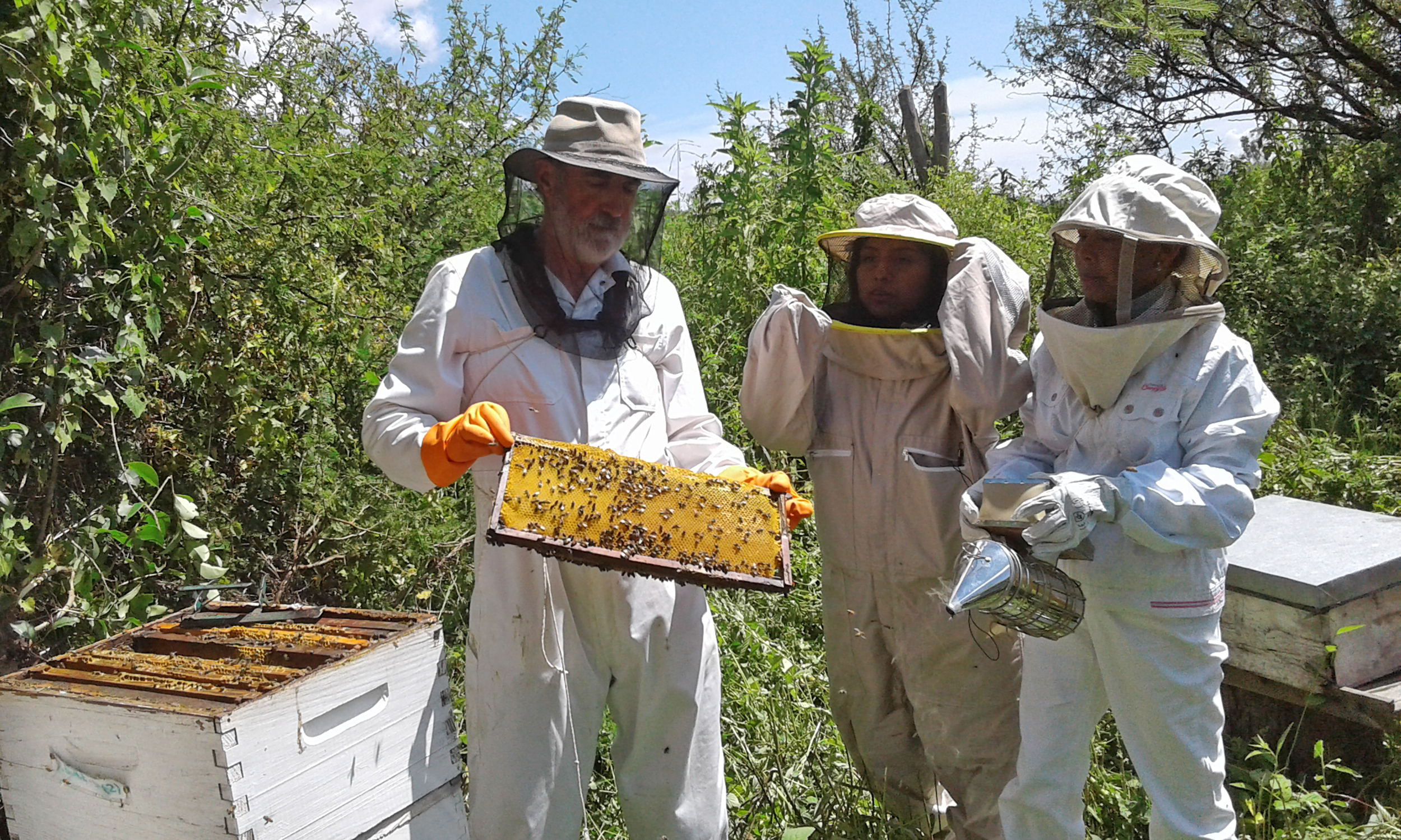 Three people in beekeeping uniforms handle a honeycomb