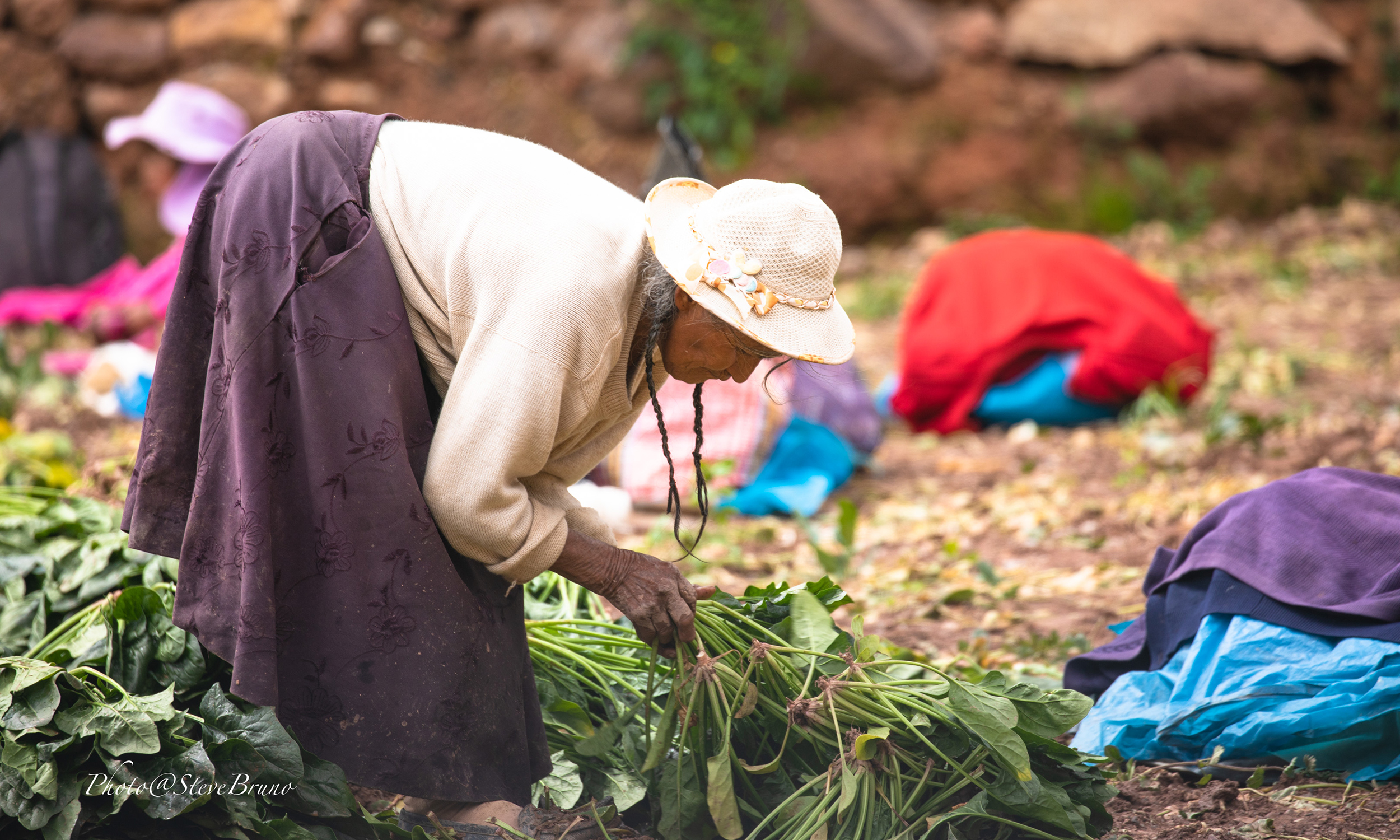 A woman bends over in a field to tend to crops in Peru