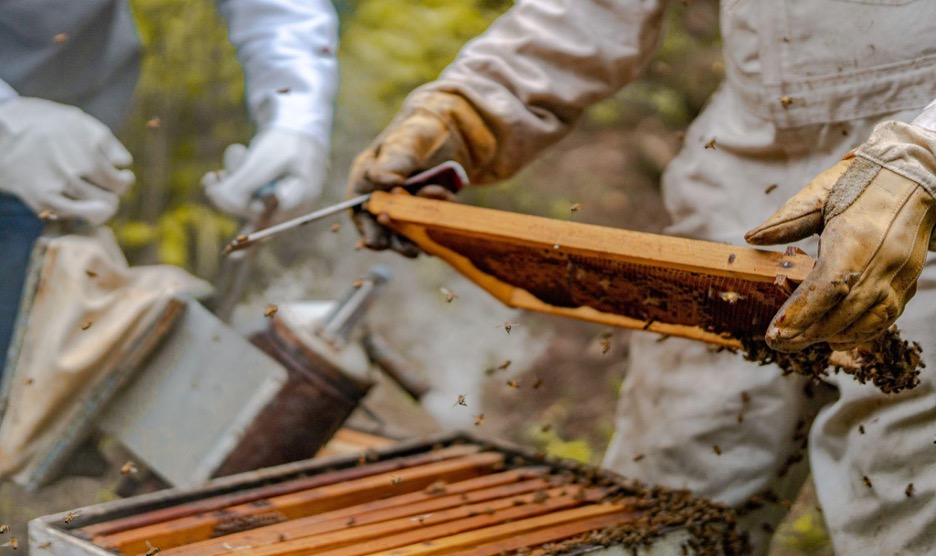 Mini-série sur l'apiculture, troisième partie : En plein essor au Honduras