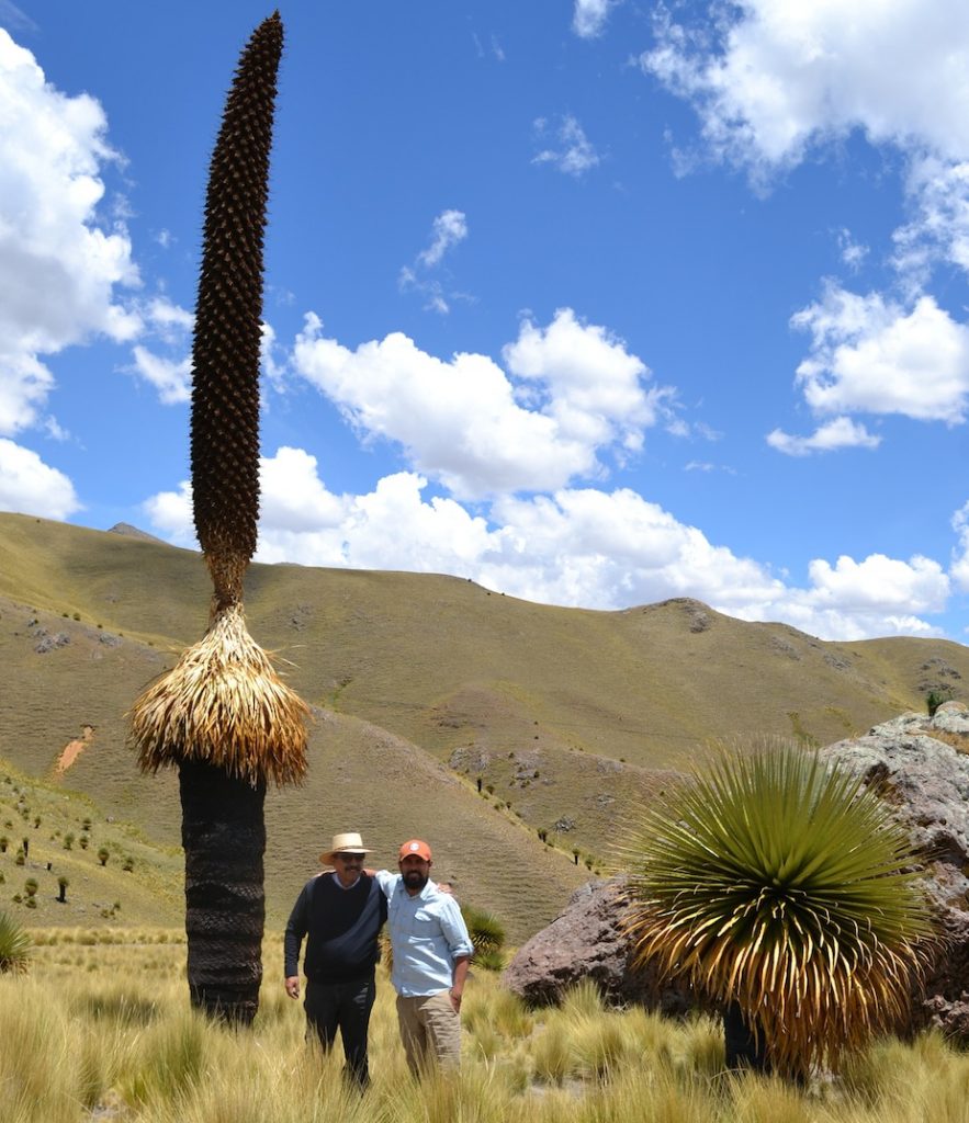 Puya Raimondii, a plant only found in the high Andes, near Lampa